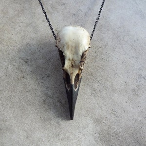 A taxidermy jewelry resin raven skull necklace handmade by a skull art creator. The gothic fashion bird skull pendant hangs from a black chain. The realistic bone jewelry accessory is brown with a black beak and looks like a real animal skull.