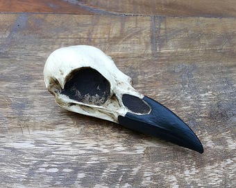 ゼノモーフ・エイリアン・スカル・トロフィー / 珍品 / 珍品