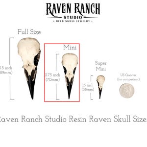 A size diagram for a resin raven skull necklace handmade by a skull jewelry artist. The style of the necklace is alternative and witchy for gothic fashion, Halloween or a gift. The bone jewelry pendant is brown with a black beak and looks like a real animal skull.
