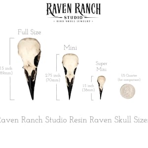 A size comparison chart for all of the sizes of resin raven skulls made by Raven Ranch Studio for Etsy. The bone jewelry pendants are brown with black beaks. The three sizes are large raven skull, mini raven skull and a tiny raven skull necklace.