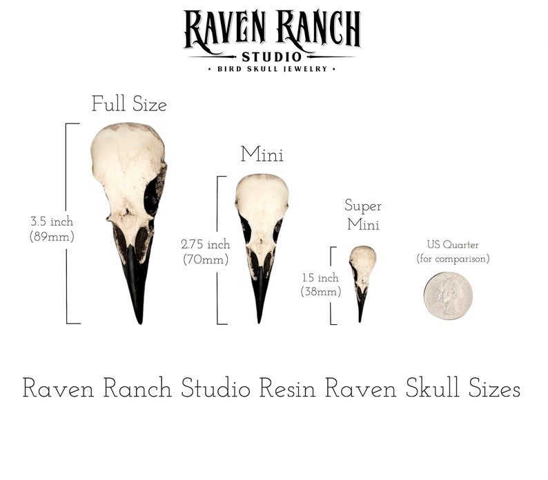 A size comparison chart for all of the sizes of resin raven skulls made by Raven Ranch Studio for Etsy. The bone jewelry pendants are brown with black beaks. The three sizes are large raven skull, mini raven skull and a tiny raven skull necklace.