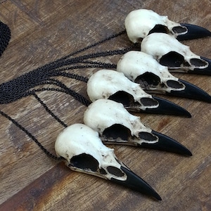 A collection of six bone jewelry resin raven skull necklaces handmade by a skull jewelry artist. The gothic fashion bird skull pendants have a black chain. The realistic bone necklace accessories are brown with a black beak like a real animal skull.