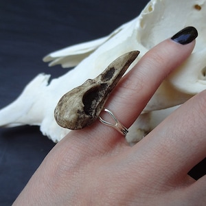 May include: A silver ring with a small, detailed bird skull attached to the band. The skull is brown and white and has a beak.