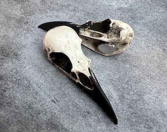 Raven Skull Magnet - Skull Refrigerator Magnet Oddities and Curiosities Dishwasher Magnet Gothic Home Decor Alternative Art, Halloween Decor