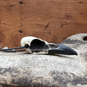 Bone Jewelry Raven Skull Necklace, Bird Skull, Gothic Jewelry, Goth Gift, Oddities Curiosities, Witchy, Whimsy Pendant, 2.75” SHIPS IN 24hrs image 10
