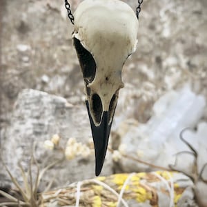 A resin raven skull necklace dangling above birch bark. The handmade bird skull is made by an animal skull jewelry artist. The bone jewelry pendant is brown with a black beak. This goth accessory is displayed next to a bird feather and smudge stick.