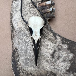 Bone Jewelry Raven Skull Necklace, Bird Skull, Gothic Jewelry, Goth Gift, Oddities Curiosities, Witchy, Whimsy Pendant, 2.75” SHIPS IN 24hrs image 8