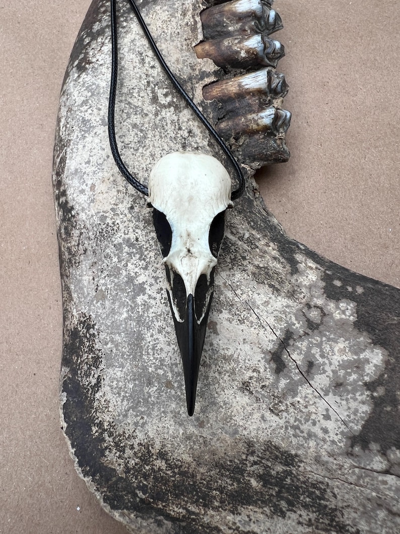 Bone Jewelry Raven Skull Necklace, Bird Skull, Gothic Jewelry, Goth Gift, Oddities Curiosities, Witchy, Whimsy Pendant, 2.75” SHIPS IN 24hrs image 8