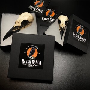 Packaging for a resin raven skull necklace handmade by a skull jewelry artist. The style of the necklace is alternative and witchy for gothic fashion, Halloween or a gift. The bone jewelry pendant is brown with a black beak and looks like a real animal skull.