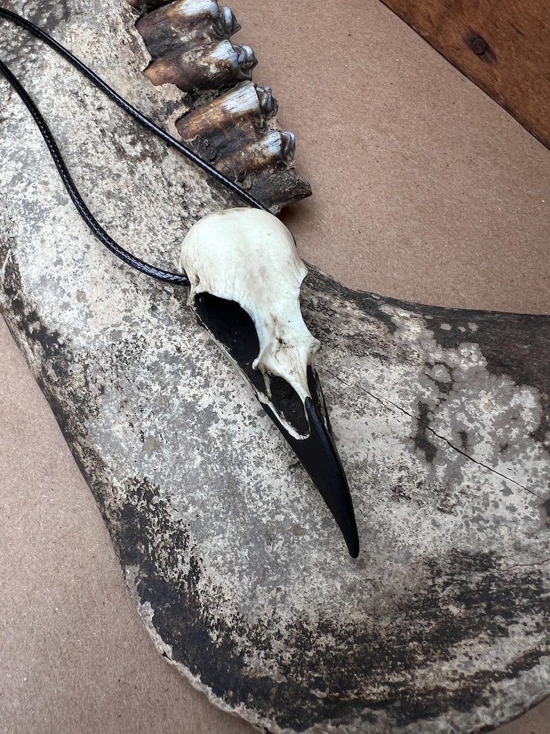 Bone Jewelry Raven Skull Necklace, Bird Skull, Gothic Jewelry, Goth Gift, Oddities Curiosities, Witchy, Whimsy Pendant, 2.75” SHIPS IN 24hrs image 7