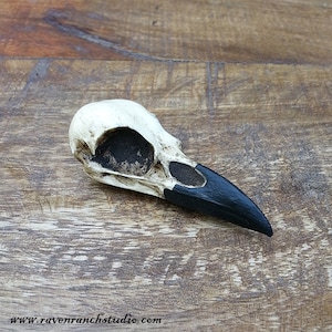 Pagan Decor Cabinet of Curiosities Curio Skull - Raven Skull Replica Resin Skull Home Oddities & Curiosities Memento Mori Occult Witchy Gift