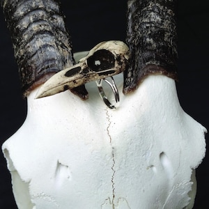 Anillo de calavera de cuervo de resina de 5,4 cm con forma de pájaro y hueso falso. Idea de regalo gótico única. Anillo de calavera con declaración gótica espeluznante. Anillo de hueso. Rarezas.