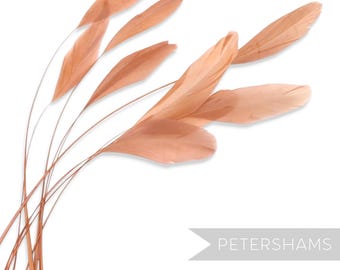 Blush lose gestreifte Coque Federn für Hutmacherwaren & Fascinators (10er Pack)