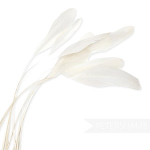 Loose Stripped Coque Feathers (Pack of 10) for Millinery & Fascinators - Ivory