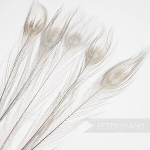 Petite Bleached & Dyed Peacock Feathers - Pack of 5 - Pale Grey