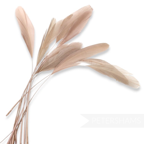 Loose Stripped Coque Feathers (Pack of 10) for Millinery & Fascinators - Latte