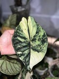 Rare Alocasia dragon scale Albo Variegated  rooted Corms And baby plant product logo