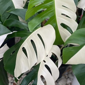 Variegated Monstera Halfmoon ALBO Variegata rooted 1 leaf cutting