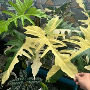 Philodendron golden dragon variegated - Etsy 日本
