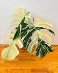 Variegated Monstera Mint Variegata rooted 1 leaf cutting product logo