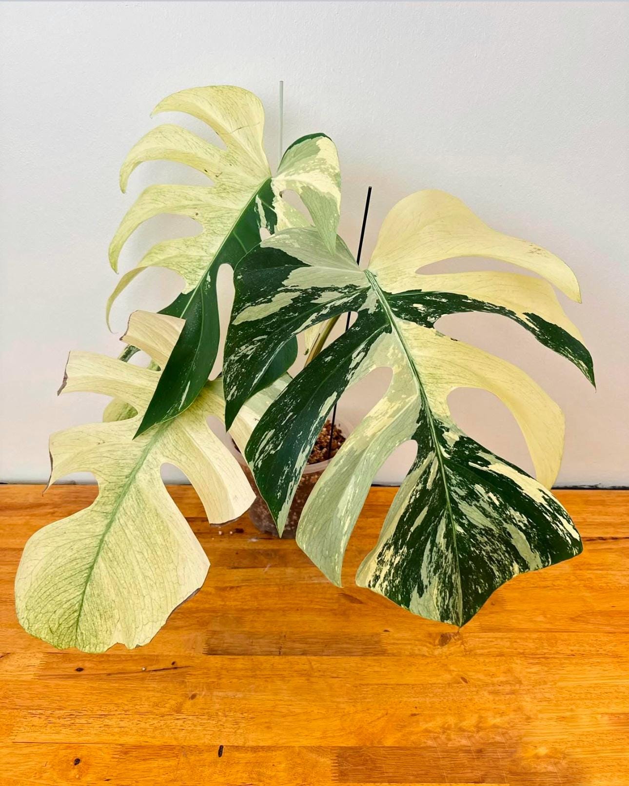 Monstera mint - Etsy 日本