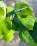Variegated Monstera Deliciosa light Lime rooted  leaf cutting product logo