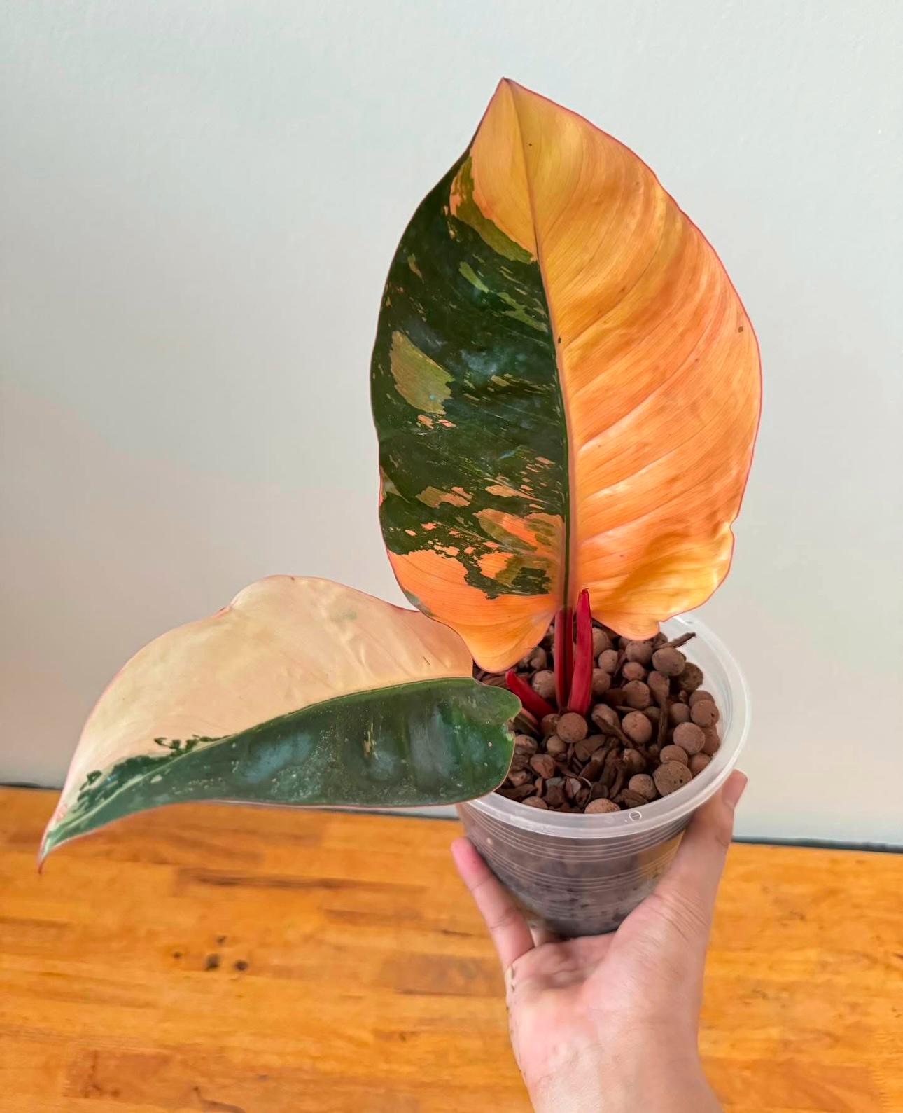 Yahoo!オークション - レア Philodendron Joepii Variegated
