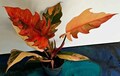 Variegated Caramel Marble Tiger Fire red   rooted  leaf cutting product logo
