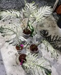 Rare Variegated Monstera Deliciosa Devil rooted  leaf cutting product logo