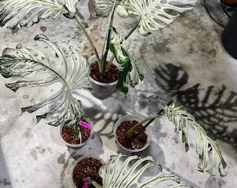その他観葉植物 HOYA Lyi 現在、この商品の在庫はありません - Etsy