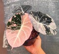 5 Variegated Alocasia Black Velvet Pink Variegated  rooted Corms product logo