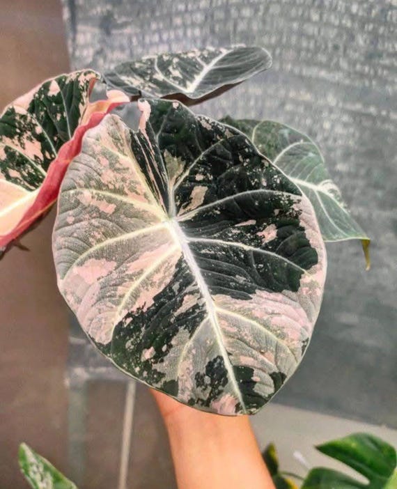 5 Variegated Alocasia Black Velvet Pink Variegated  rooted Corms