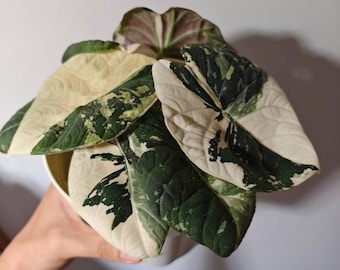 Alocasia Alocasia venom, 観葉植物 - Xplant
