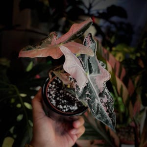 Alocasia nobilis pink variegated - Etsy 日本