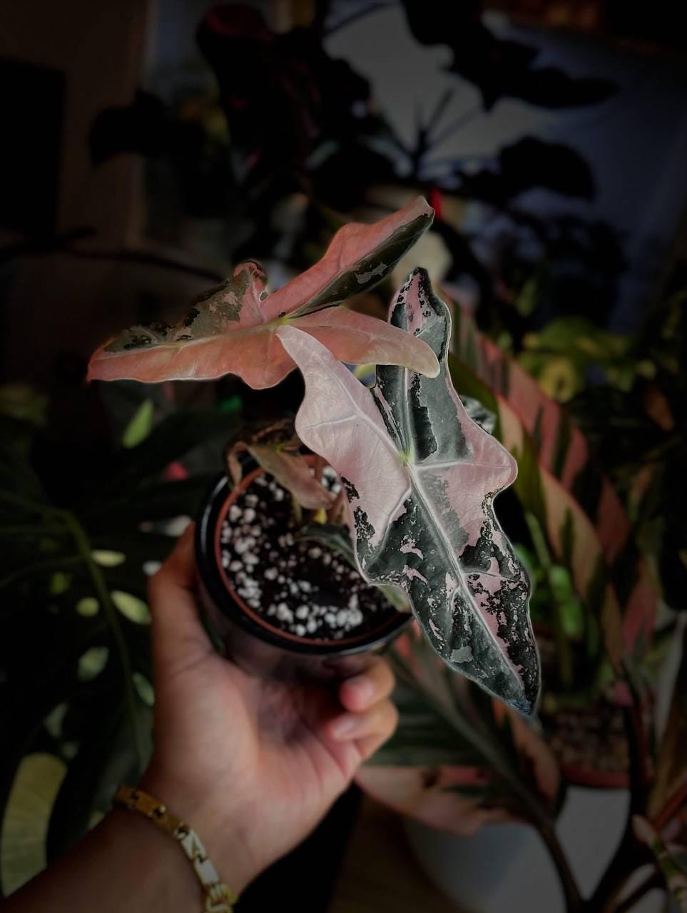 Alocasia rare - Etsy 日本