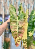 Philodendron Billietiae Flamingo Variegated rooted  leaf cutting product logo