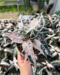 Rare Alocasia Bambino Pink Variegated  rooted Corms And baby plant product logo