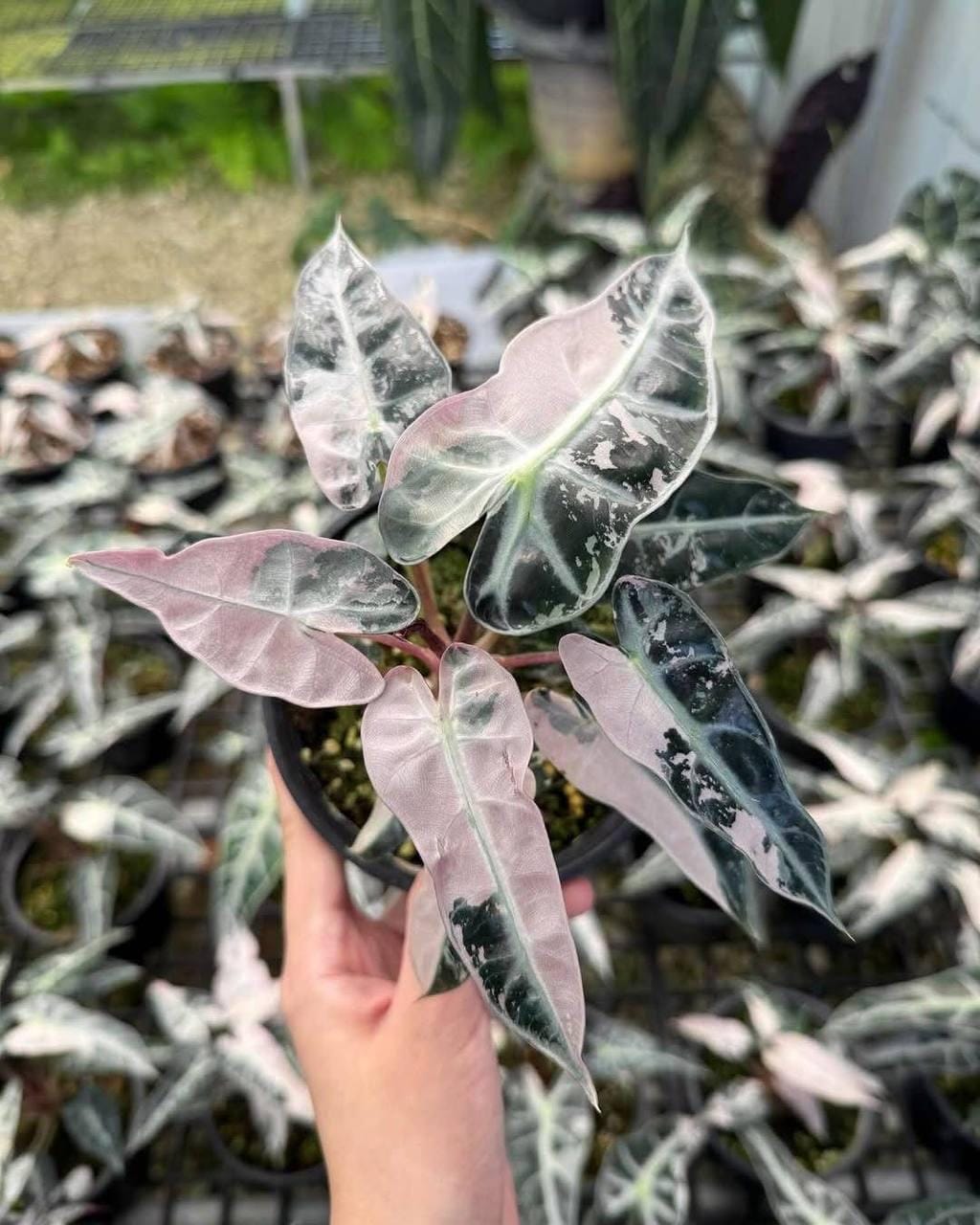 選抜 アロカシア バンビーノ ピンク Alocasia Bambino pink