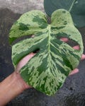 Variegated Monstera Deliciosa Bulbasaur rooted  leaf cutting product logo