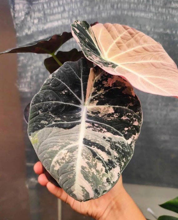 5 Variegated Alocasia Black Velvet Pink Variegated  rooted Corms