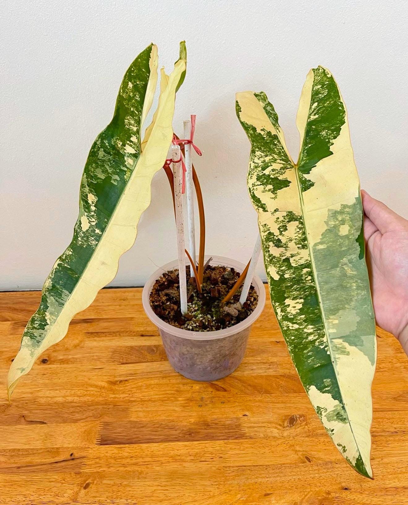 非常レアフィロデンドロン ライム フィドル斑入り philodendron
