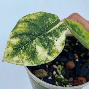 アロカシア メロ オーレア 斑入り アロカシア メロ オーレア 斑入り（Variegated alocasia melo