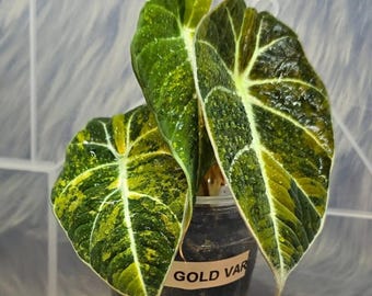 Alocasia Venom Starter Plant. Alocasia PLANT, Tropical Plant