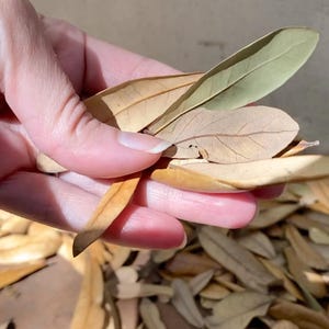 May include: A hand holding a pile of dried leaves, some are green and some are brown. The leaves are in various shades of brown and green.