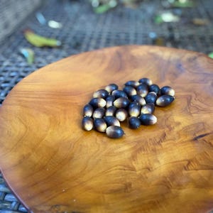 Natural Air-Dried Acorns (50 Count) – Rustic Fall Decor, Craft Supplies
