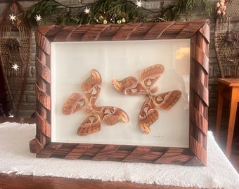Exhibición enmarcada de la polilla Atlas / Arte entomológico de taxidermia de Attacus Atlas