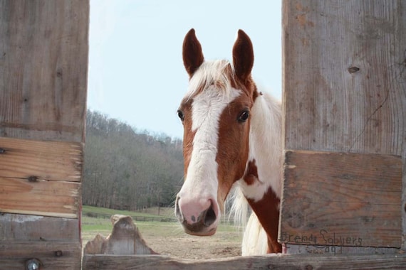 Curious Morehead Kentucky Fine Art Print on Paper Canvas or Wood by Brenda Salyers by Brenda Salyers