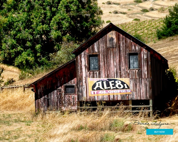 Barn with Ale 8 Sign Trapp Kentucky Fine Art Print on Paper Canvas or Wood by Brenda Salyers by Brenda Salyers
