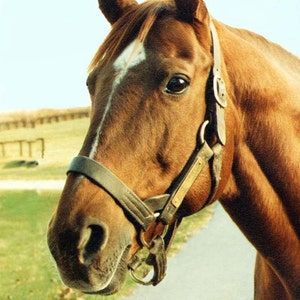 Secretariat at Claiborne Farm 1973 Triple Crown Winner, Giclee Print on Fine Art Paper Canvas or Wood by Brenda Salyers by Brenda Salyers