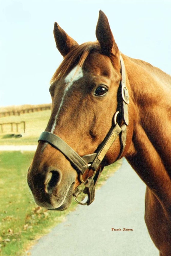 Secretariat at Claiborne Farm 1973 Triple Crown Winner, Giclee Print on Fine Art Paper Canvas or Wood by Brenda Salyers by Brenda Salyers